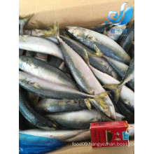 frozen pacific mackerel for canned fish